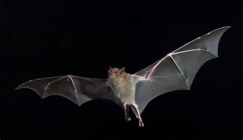 Blacl magic bat